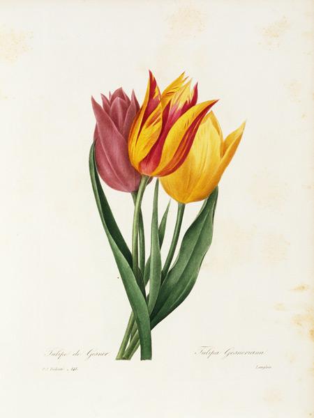Didier s tulip / Redouté