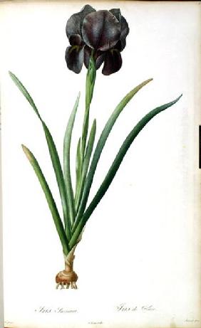 Iris Luxiana, from `Les Liliacees'