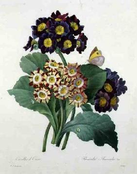 Primula auricula, engraved by Victor, from 'Choix des Plus Belles Fleurs'