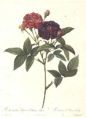 Rosa Gallica Purpurea Velutina, Parva