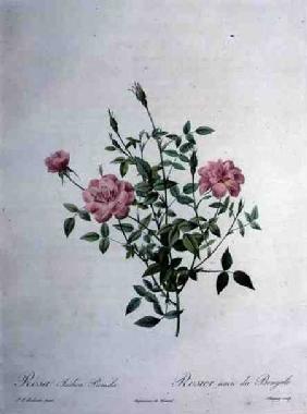 Rosa indica pumila (dwarf Bengal rose), engraved by Chapuy, from 'Les Roses'