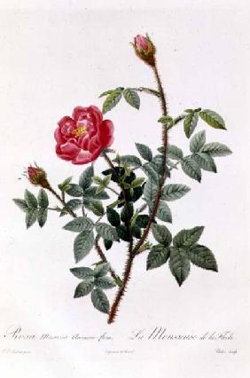 Rosa Muscosa Anemone-Flora