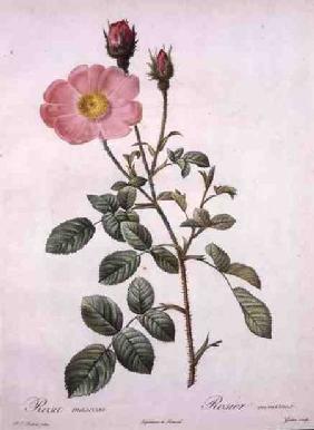 Rosa muscosa (moss rose), engraved by Gouten, from 'Les Roses'