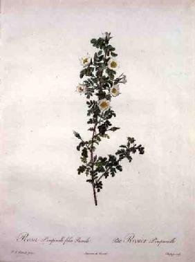 Rosa pimpinelli folia pumila (dwarf Scotch rose), engraved by Chapuy, from 'Les Roses'