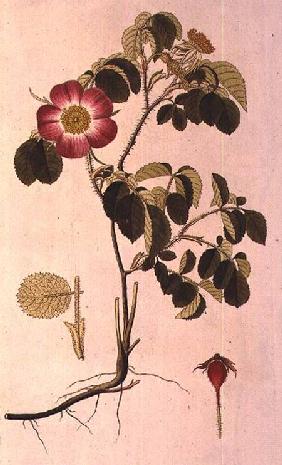 Rosa Pumila, from 'Les Roses' Vol II