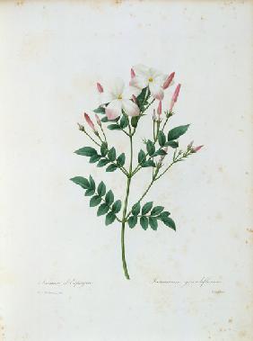 Royal jasmine / Redouté