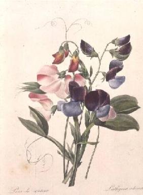 Sweet Peas (Lathyrus odoratur) from 'Choix des Plus Belles Fleurs'