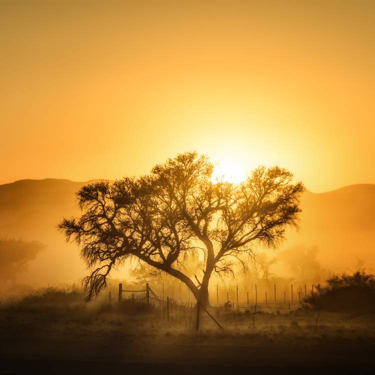 Golden Sunrise from Piet Flour