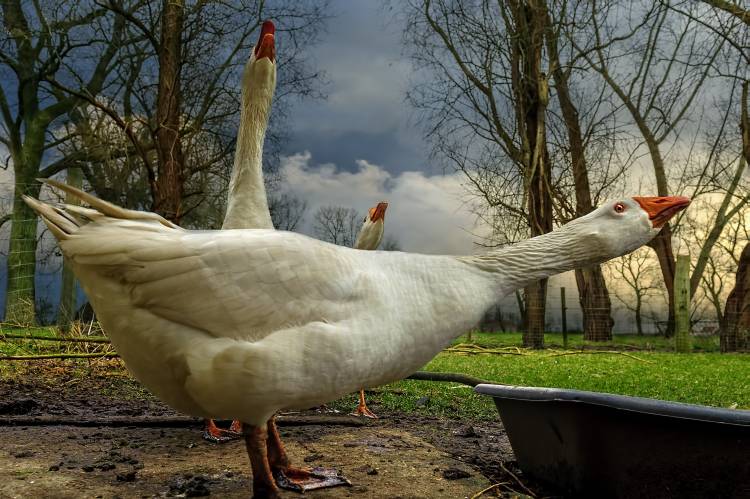 the 3 geese from Piet Flour