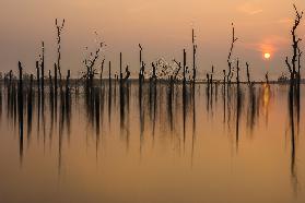 drowned forest ...........