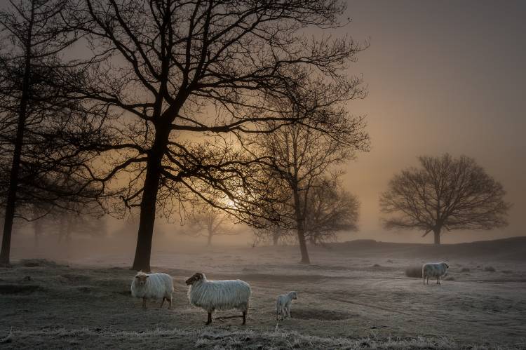 Foggy Morning from Piet Haaksma