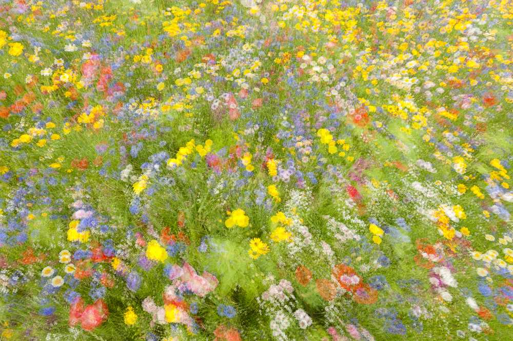 Summer field flowers.......... from Piet Haaksma