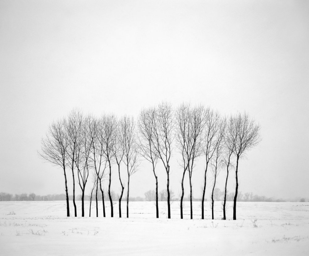 Winter landscape with trees from Piotr Ciesla