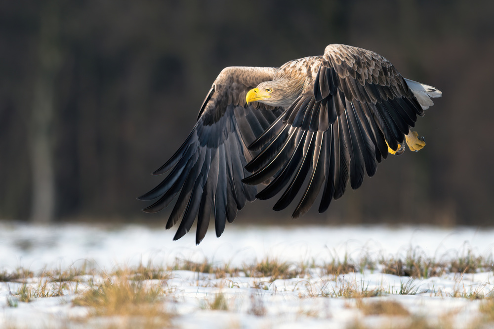 White-tailed eagle from Piotr Wrobel