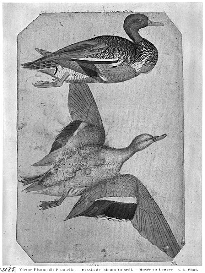 Ducks, from the The Vallardi Album (pen and ink and w/c on paper) from Pisanello
