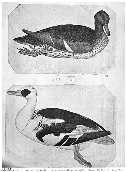 Ducks, from the The Vallardi Album (pen, ink & w/c on paper) from Pisanello