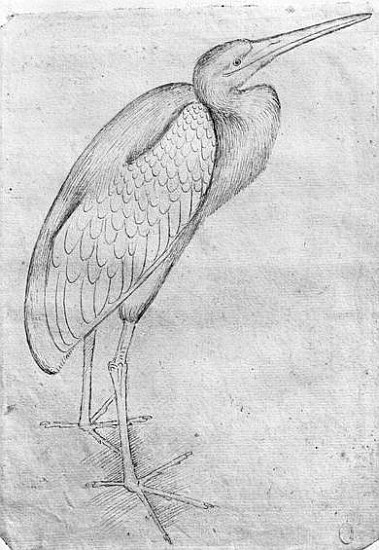 Pelican, from the The Vallardi Album from Pisanello