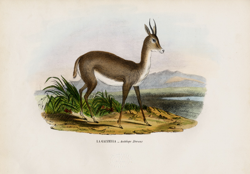 Arabian Gazelle from Raimundo Petraroja