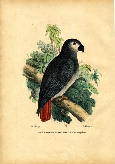 African Grey Parrot from Raimundo Petraroja