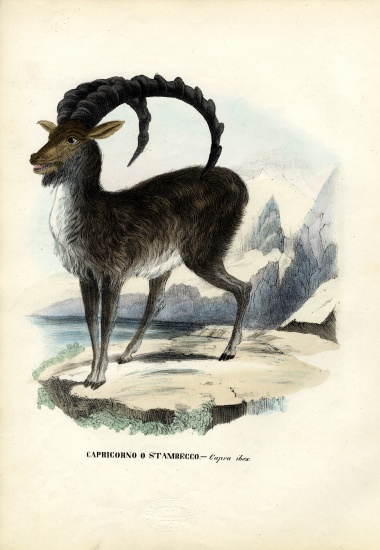 Alpine Ibex from Raimundo Petraroja