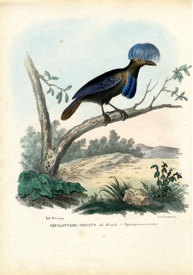 Amazonian Umbrellabird from Raimundo Petraroja