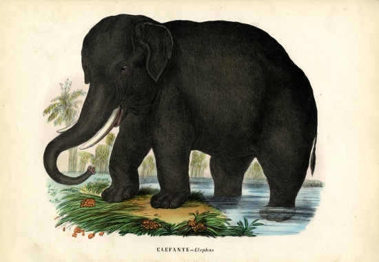 Asian Elephant from Raimundo Petraroja