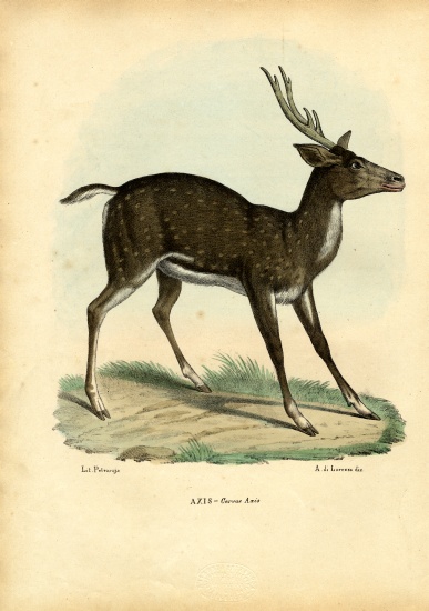 Axis Deer from Raimundo Petraroja