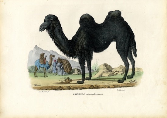 Bactrian Camel from Raimundo Petraroja