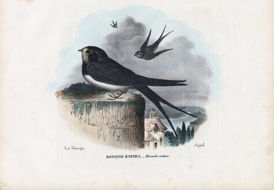 Barn Swallow from Raimundo Petraroja