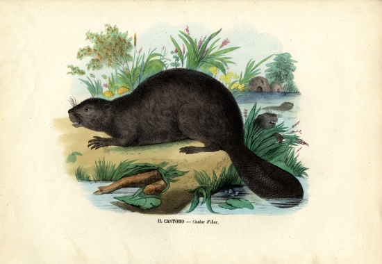 Beaver from Raimundo Petraroja