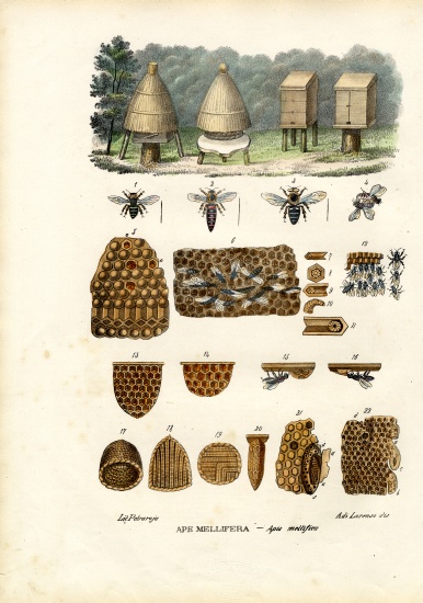 Bees from Raimundo Petraroja