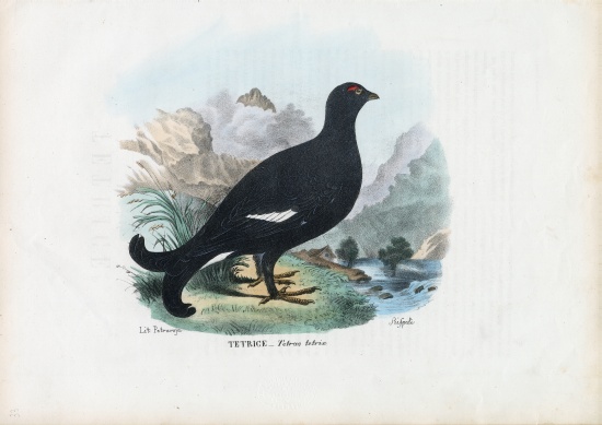 Black Grouse from Raimundo Petraroja