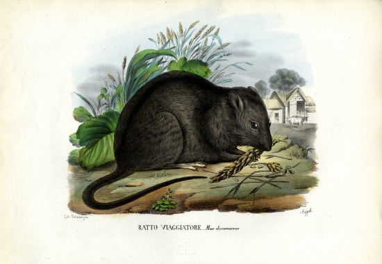 Brown Rat from Raimundo Petraroja