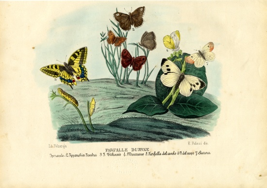 Butterflies from Raimundo Petraroja