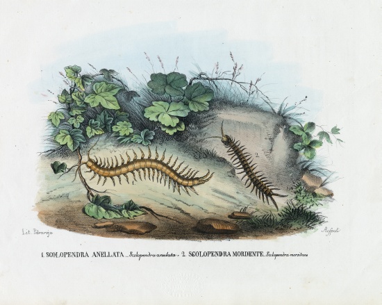 Centipede from Raimundo Petraroja