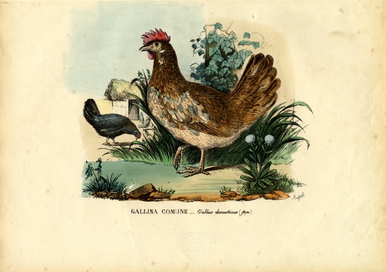 Chicken from Raimundo Petraroja