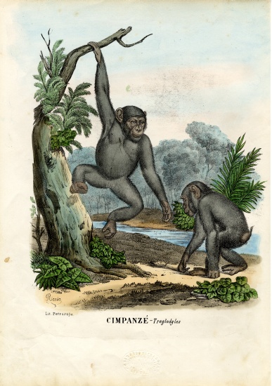 Chimpanzee from Raimundo Petraroja