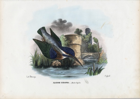Common Kingfisher from Raimundo Petraroja