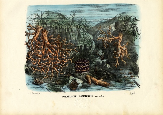 Corals from Raimundo Petraroja