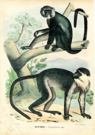 Diana Monkey from Raimundo Petraroja
