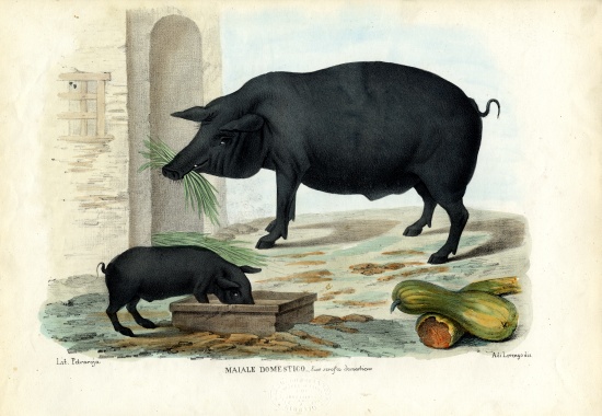 Domestic Pig from Raimundo Petraroja