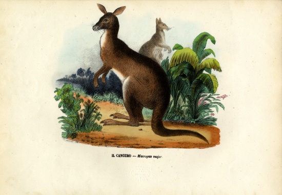 Eastern Grey Kangaroo from Raimundo Petraroja