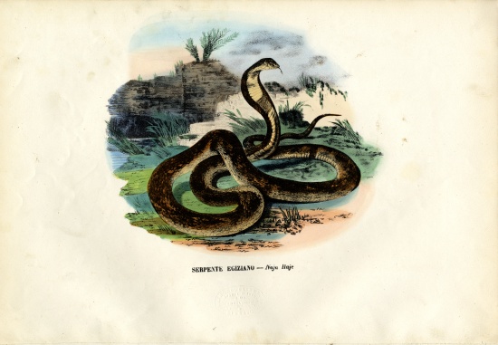 Egyptian Cobra from Raimundo Petraroja