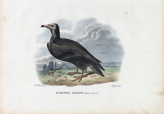 Egyptian Vulture from Raimundo Petraroja