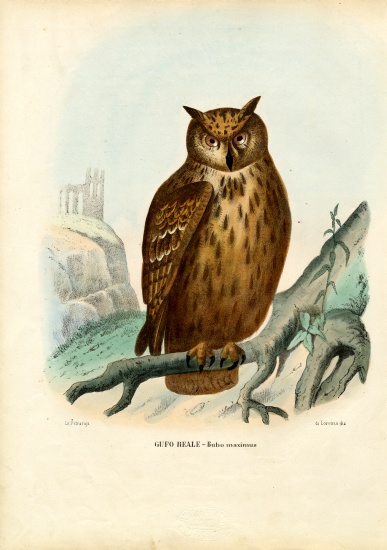 Eurasian Eagle Owl from Raimundo Petraroja
