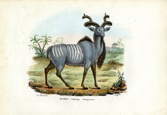 Greater Kudu from Raimundo Petraroja