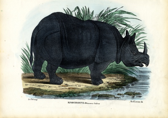 Greater One-Horned Rhinoceros from Raimundo Petraroja