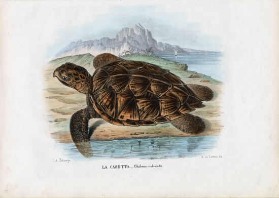 Hawksbill Sea Turtle from Raimundo Petraroja