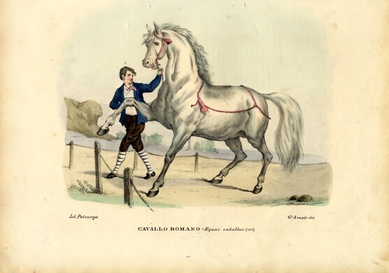 Italian Horse from Raimundo Petraroja