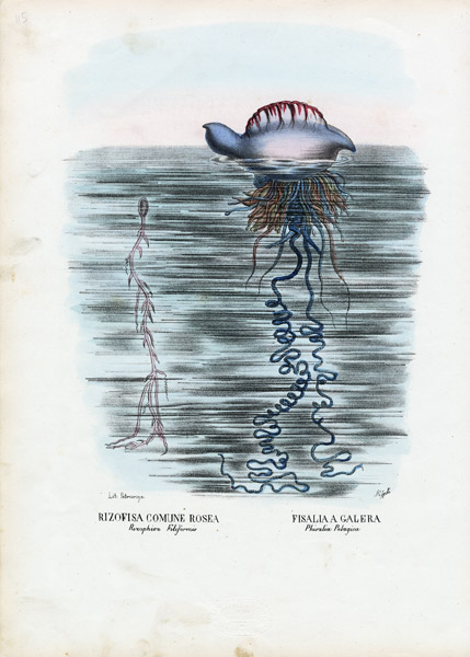 Jellyfish from Raimundo Petraroja